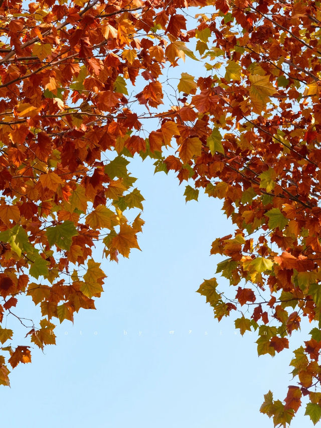 鄭州北龍湖紅杉樹美哭了|又是一年橙黃橘綠時