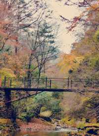 這個季節的黎坪簡直就是童話世界