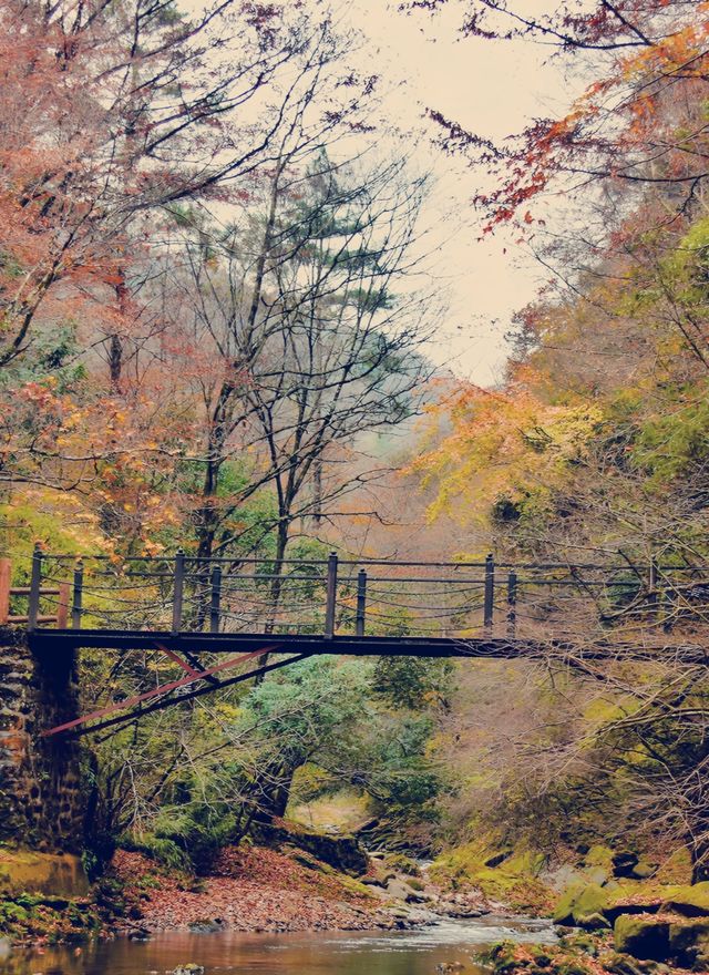 這個季節的黎坪簡直就是童話世界