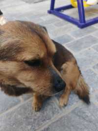 阿姨很熱情!房子也好!下次去的話還會再去找阿姨哒! 小狗(多多)也很可愛哦!