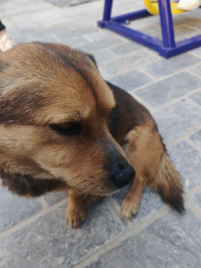 阿姨很熱情!房子也好!下次去的話還會再去找阿姨哒! 小狗(多多)也很可愛哦! 阿姨很熱情!房子也好!下次去的話還會再去找阿姨哒! 小狗(多多)也很可愛哦!