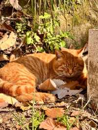 鎖死！南五臺的秋是中式美學天花板