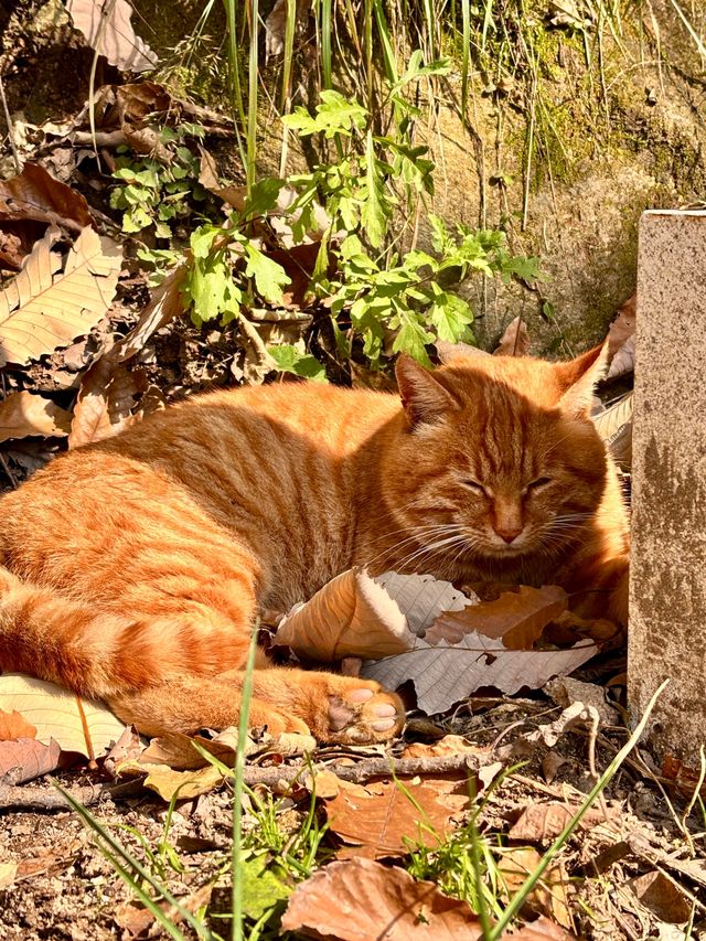 鎖死！南五臺的秋是中式美學天花板