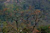 湖北羅田甜柿秘境500年古柿樹王等你來打卡！