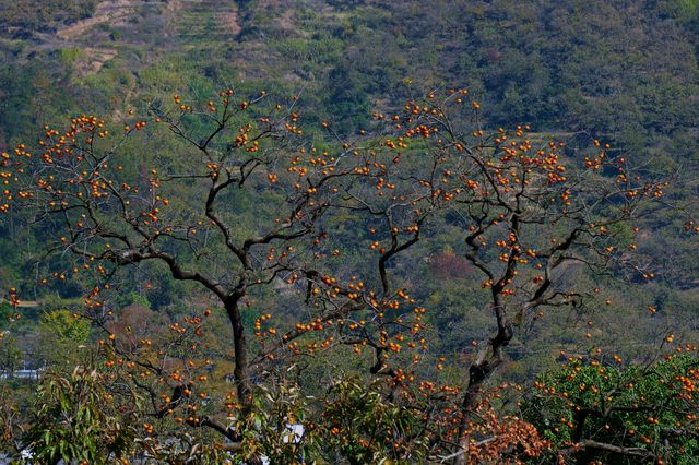 湖北羅田甜柿秘境500年古柿樹王等你來打卡！