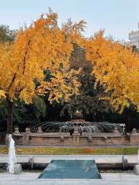 西安市區0元賞秋!索菲特銀杏大道地鐵直達的歐式浪漫