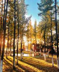 秋日艾溪湖楓葉大片