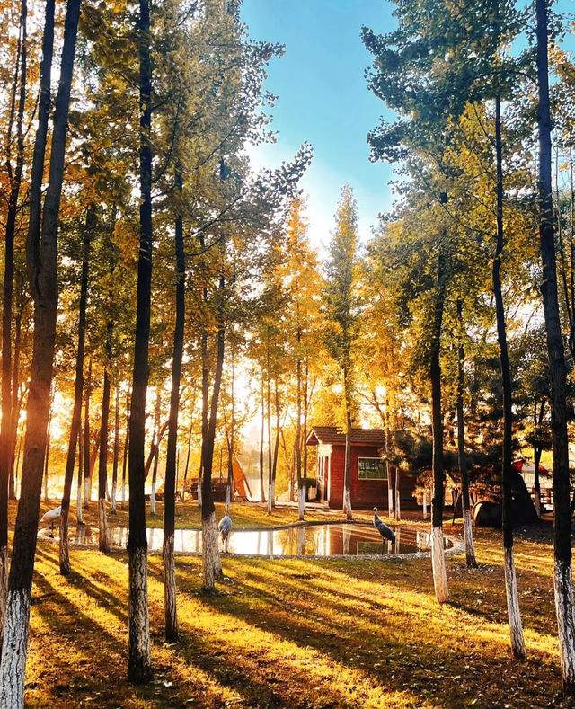 秋日艾溪湖楓葉大片