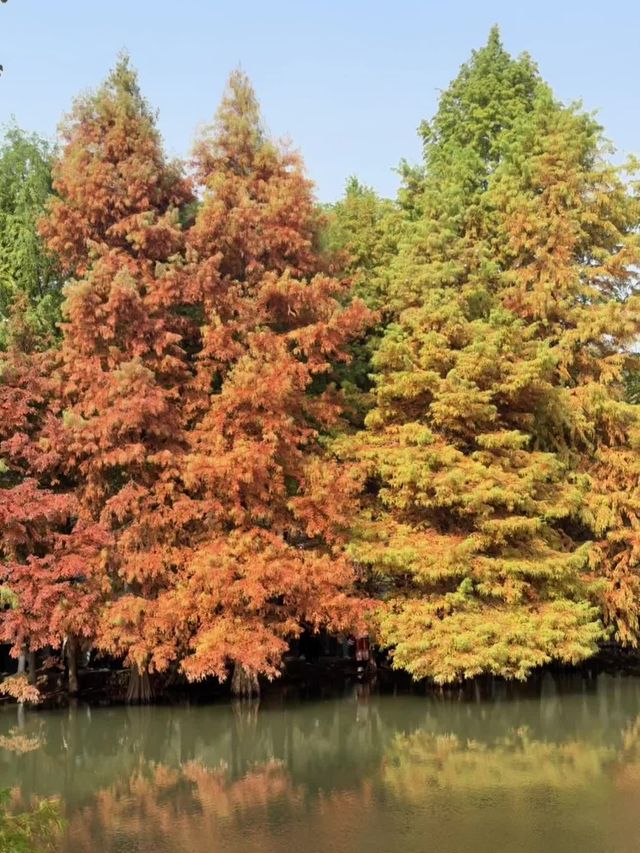 近期來南京的有福啦！