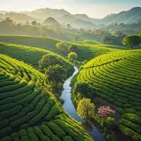 萬畝茶園春日漫遊