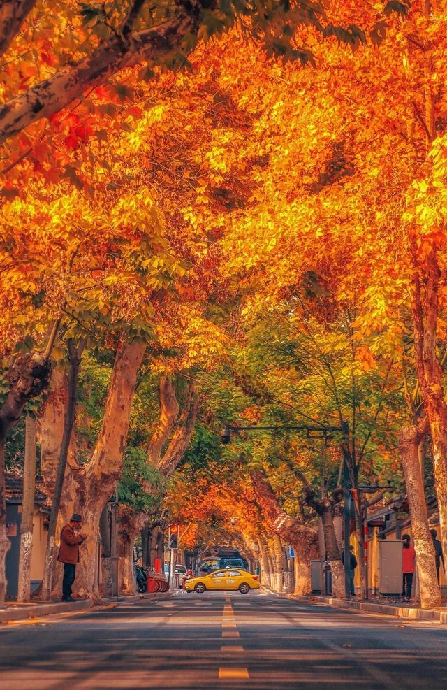 沒有一個城市比南京更懂秋天