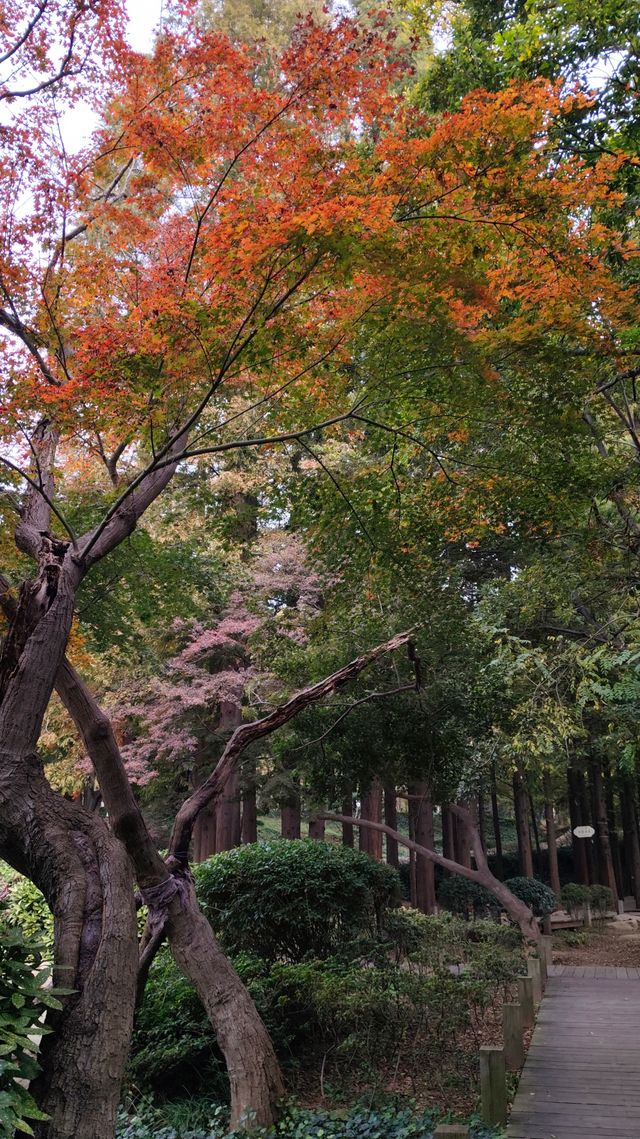 銀杏菊韻寶藏拍攝地 銀杏菊韻寶藏拍攝地