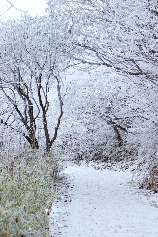 24年千佛山下雪後美哭了！絕美霧淞仙境快來打卡