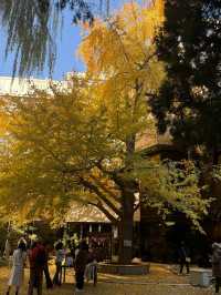 本週北京賞秋的尾巴，倒數計時！還有10處選擇