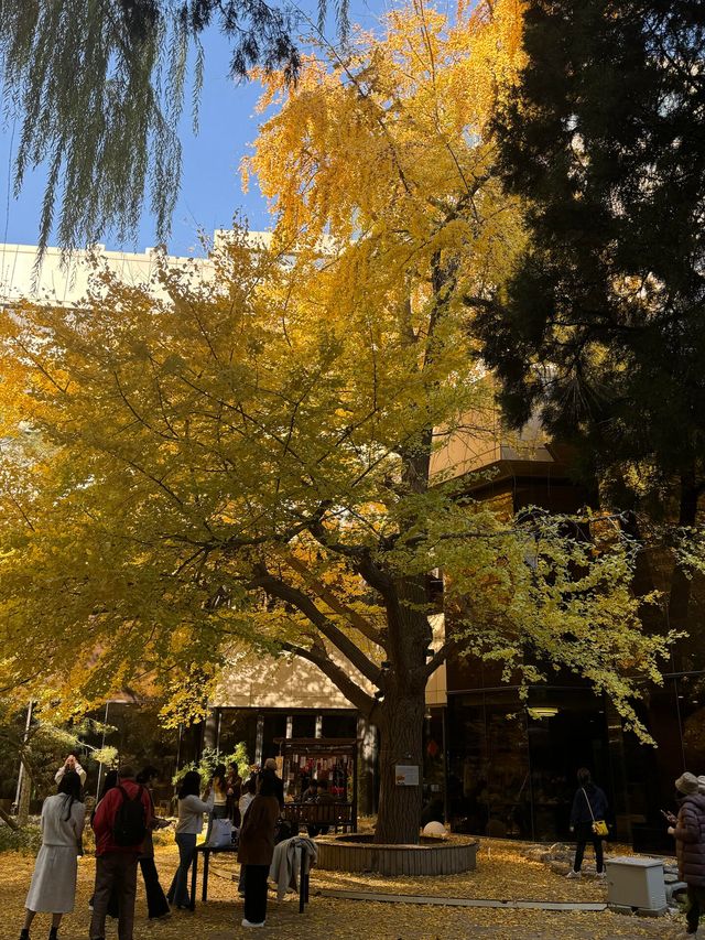 本週北京賞秋的尾巴，倒數計時！還有10處選擇