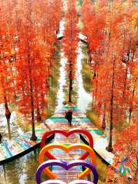 11月限定洪澤湖濕地水杉紅了無人機實拍真殺瘋了