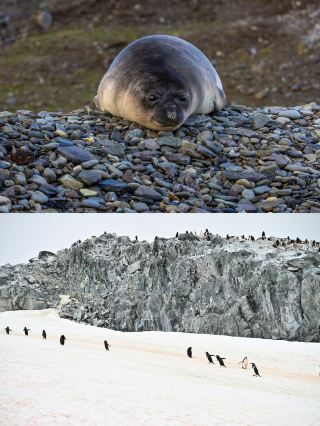 Celebrate the New Year in Antarctica! Visit the Great Wall Station + Chinese Services + Photography Experts