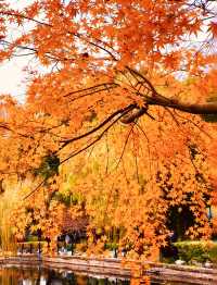 魔都上海的深秋初冬美到窒息徒步拍照聖地機位全公開!