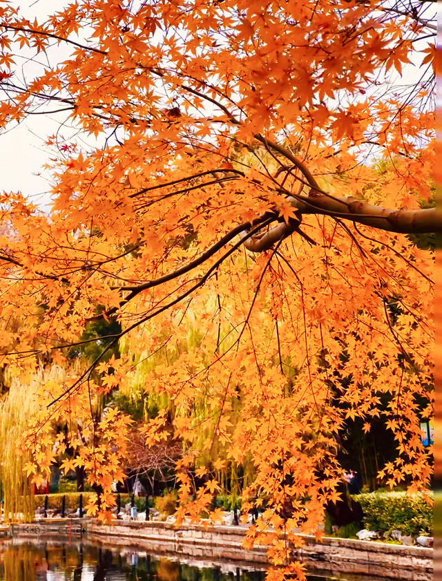 魔都上海的深秋初冬美到窒息徒步拍照聖地機位全公開! 魔都上海的深秋初冬美到窒息徒步拍照聖地機位全公開!