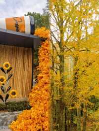 你還沒去過靈山坞銀杏公園？這份秋日浪漫已加載99%