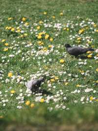 哥本哈根必打卡超級線性公園真的太出片了