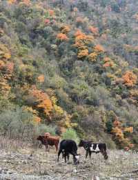 平武沙棘溝彩林形成了,付攻略!