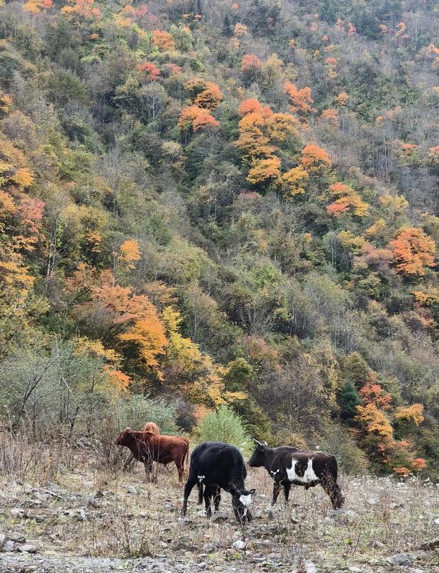 平武沙棘溝彩林形成了,付攻略! 平武沙棘溝彩林形成了,付攻略!