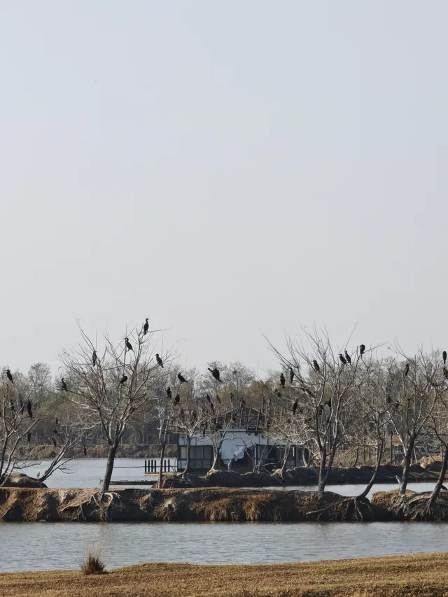 鹽城｜江蘇肯尼亞名不虛傳