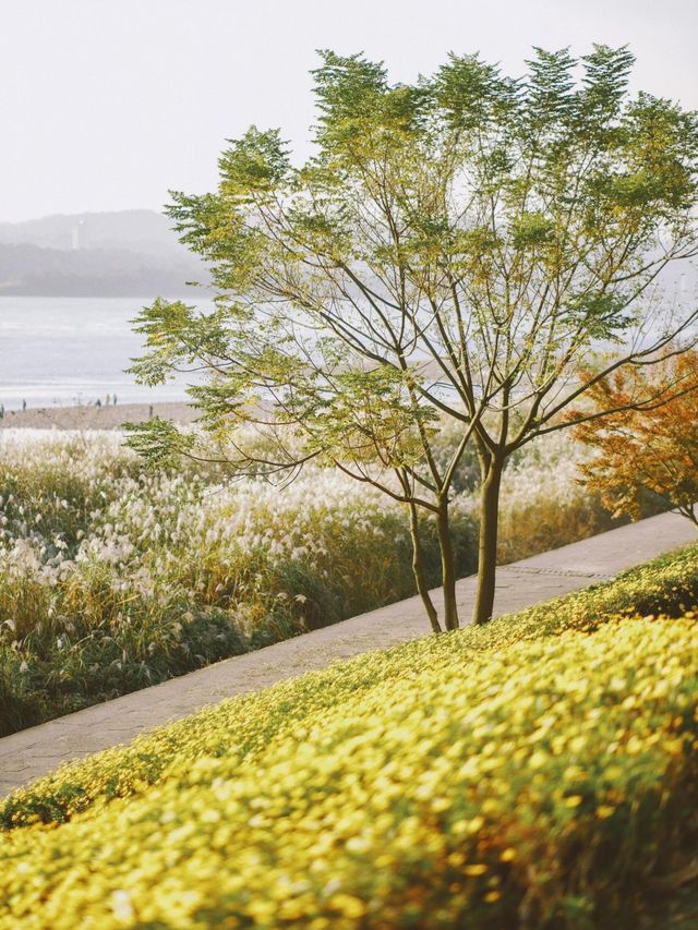 從雅格歡聚酒店出發，解鎖濱江秋日旅拍的N種浪漫