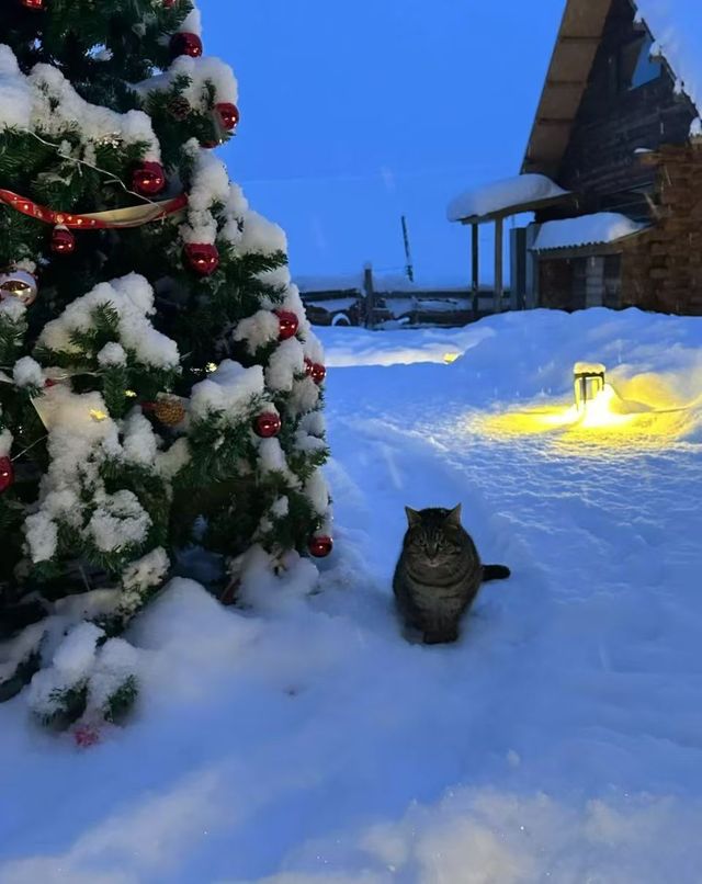 禾木冬遊｜童話村玩透+避坑全攻略 女生直接抄