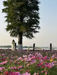 上海出發1h 淀山湖落日花海保姆級攻略