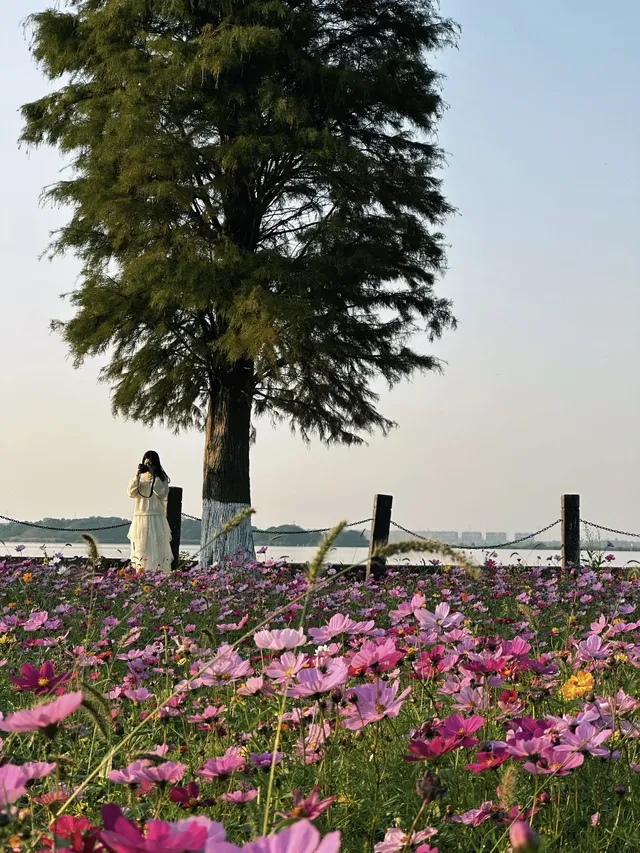 上海出發1h 淀山湖落日花海保姆級攻略