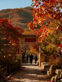 帶娃解鎖北京紅葉四大頂流親子賞秋保姆級攻略