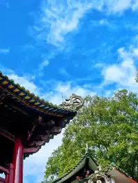 替大家去南雄踩點,銀杏青黃不接過幾天再去