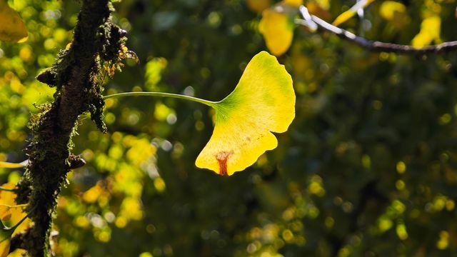 當銀杏樹與老房子同框時,我恍惚瞬間代入到那峥嵘歲月的日子 當銀杏樹與老房子同框時,我恍惚瞬間代入到那峥嵘歲月的日子