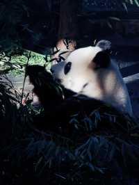 上海野生動物園全攻略：輕鬆遛娃不踩雷