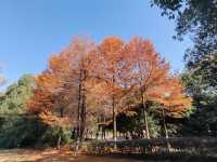 浏陽河之秋.長沙