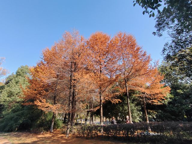 浏陽河之秋.長沙