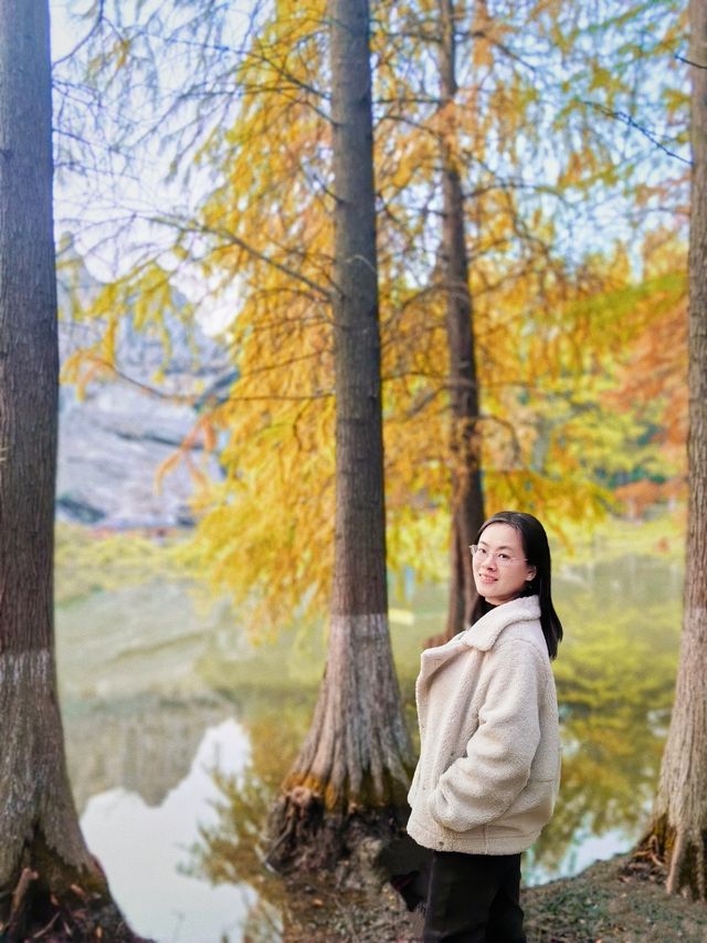 紅杉漸染,來鄞州公園一期邂逅初冬限定浪漫 紅杉漸染,來鄞州公園一期邂逅初冬限定浪漫