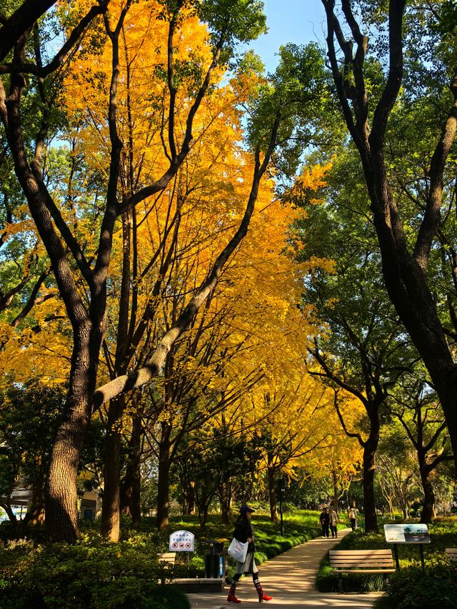 申城賞秋正當時 申城賞秋正當時