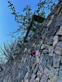 古寺，千年銀杏