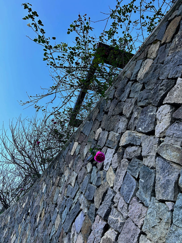 古寺，千年銀杏