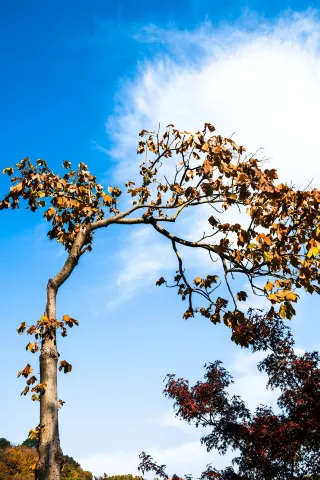 亭林公園楓葉紅透啦