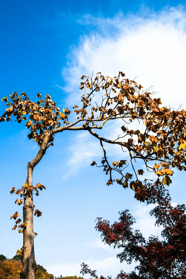 亭林公園楓葉紅透啦