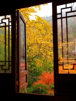 2025.12.3 Real Shot | The Red Maples of Tiger Run in Hangzhou Are in Full Bloom