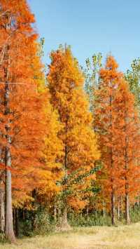 冬日邂逅西昌小漁村紅杉林：把邛海的溫柔揉進紅杉的焦糖色裡