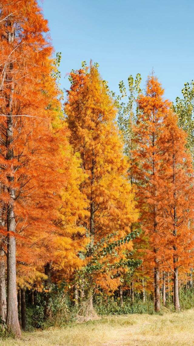冬日邂逅西昌小漁村紅杉林：把邛海的溫柔揉進紅杉的焦糖色裡