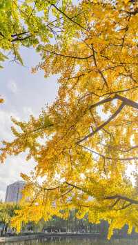 翠湖公園怎麼玩?本地人私藏路線,避開人潮賞冬櫻