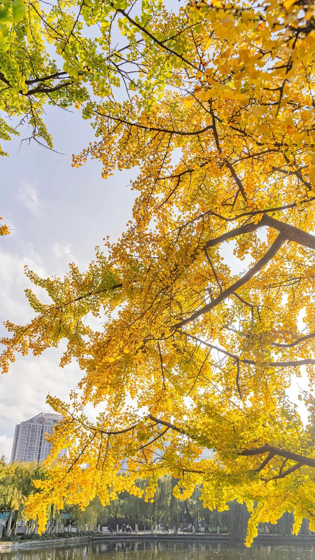 翠湖公園怎麼玩?本地人私藏路線,避開人潮賞冬櫻 翠湖公園怎麼玩?本地人私藏路線,避開人潮賞冬櫻