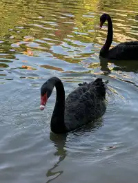 曼聽公園有自己的翡翠湖(附攻略